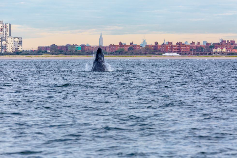 NEW YORK - SEPTEMBER 23: A humpback whale spyhops off Rockaway Peninsula with the Empire State Building in the background September 23, 2013 in the Rockaway Beach neighborhood of the Queens borough of New York City. (Photo by Artie Raslich/Getty Images)