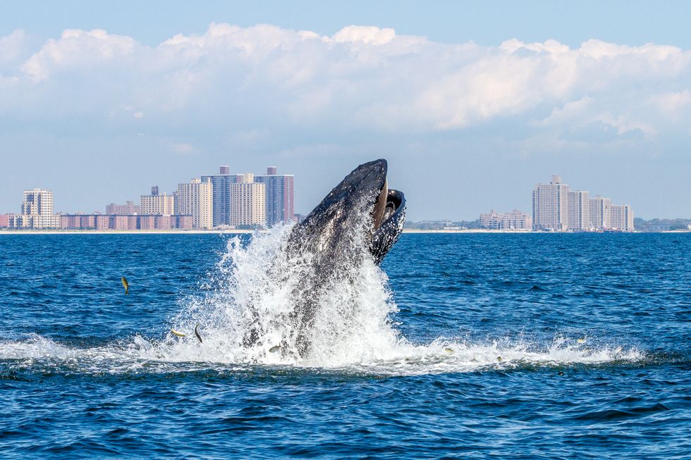 NEW YORK, NY - SEPTEMBER 4: Humpback whale lunge feeding off NYC's Rockaway Peninsula with Rockaway Beach in the background on September 4, 2014 in New York City. (Photo by Artie Raslich/Getty Images)