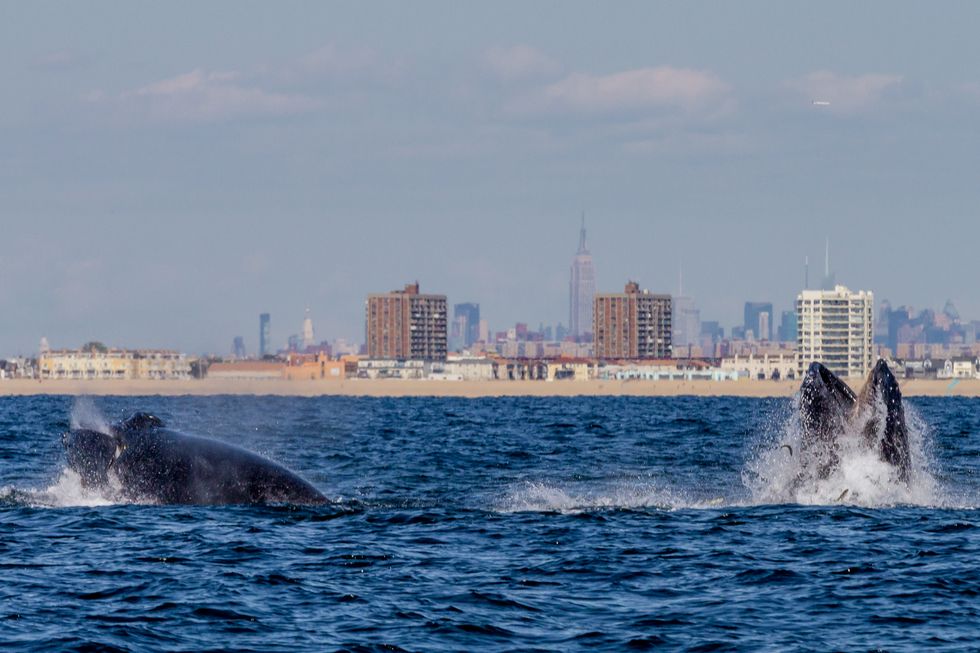 NEW YORK, NY - SEPTEMBER 15: A pair of Humpback whales lunge feeding  off NYC's Rockaway Peninsula with The Empire State Building in the background on September 15, 2014 in New York City. (Photo by Artie Raslich/Getty Images)
