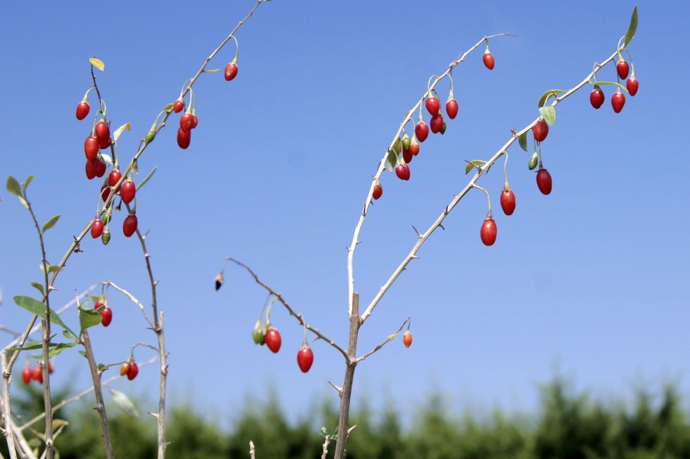 bacche di goji