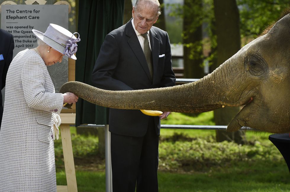 WHIPSNADE, UNITED KINGDOM - APRIL 11: Queen feeds Donna the elephant a banana on April 11, 2017 in ZSL Whipsnade, England.The Queen formally opened a new elephant centre at Whipsnade Zooon April 11, 2017. She was joined by the Duke of Edinburgh and formally unveil a special plaque. The £2m centre will house the zoo's herd of nine Asian elephants. Her Majesty and His Royal Highness met zookeepers and vets, before visiting the amphitheatre for the official opening. The custom-designed barn, which has one-metre deep soft sand flooring, is set among 20 acres of paddocks for the herd and has cost around £2million to construct. The Queen, who is patron of the ZSL, arrived in her Bentley State limousine before watching the elephant team carry out daily care tasks such as nail filing and mouth care this morning.PHOTOGRAPH BY Tony Margiocchi / Barcroft ImagesLondon-T:+44 207 033 1031 E:hello@barcroftmedia.com -New York-T:+1 212 796 2458 E:hello@barcroftusa.com -New Delhi-T:+91 11 4053 2429 E:hello@barcroftindia.com www.barcroftimages.com (Photo credit should read Tony Margiocchi/Barcroft Images / Barcroft Media via Getty Images)