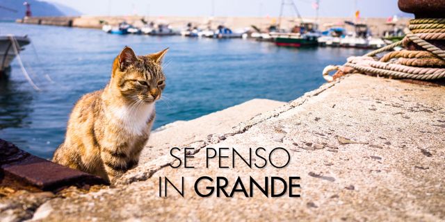 Cat, Aegean cat, Felidae, Small to medium-sized cats, Whiskers, Font, Photography, Wild cat, Domestic short-haired cat, Photo caption, 