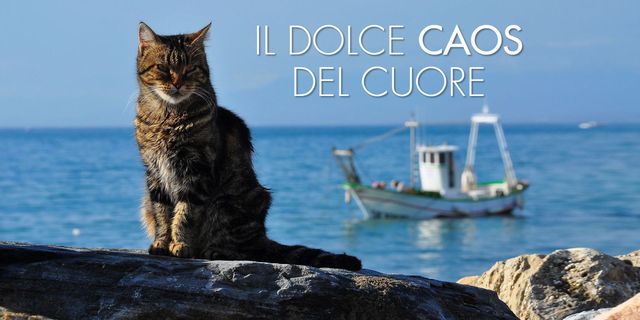 Cat, Small to medium-sized cats, Felidae, Sea, Sky, Vehicle, Boat, Carnivore, Whiskers, Aegean cat, 