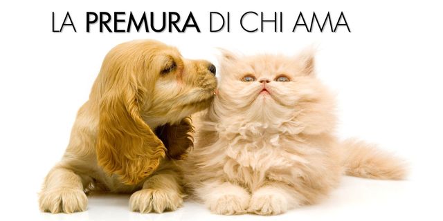 Mammal, Vertebrate, Dog, Canidae, Dog breed, Cat, Carnivore, Puppy, Puppy love, Companion dog, 