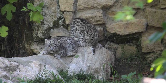 leopardi delle nevi cornelle