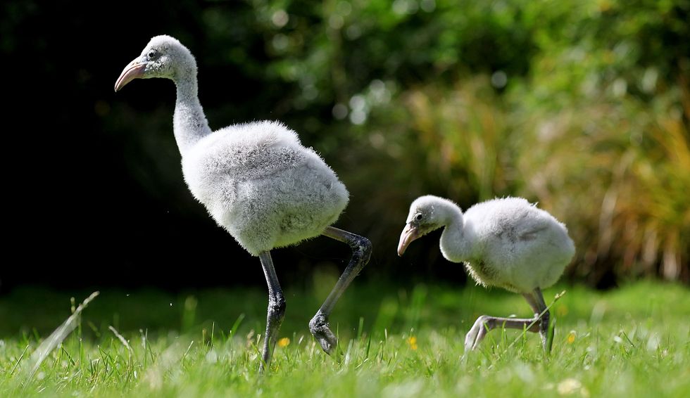 LONDON, ENGLAND - JUNE 18:  Two baby Flamingos take their first steps at London Zoo on June 18, 2009 in London, England. The one-month-old pair of birds called Little and Large were being hand reared by keepers using a pink Flamingo style sock puppet but have since taken a disliking to its colour.  (Photo by Dan Kitwood/Getty Images)