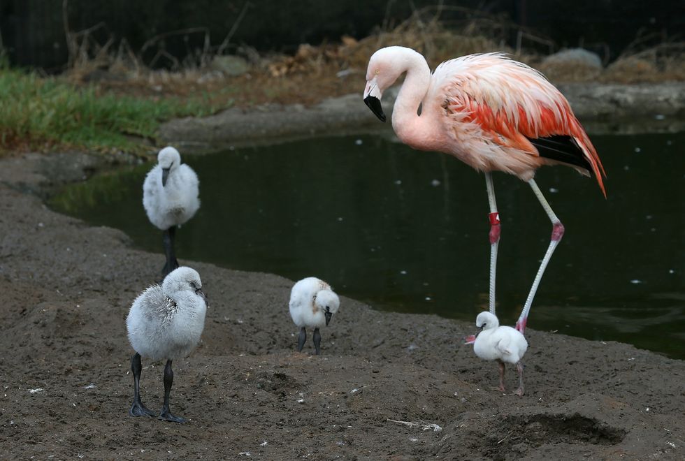 SAN FRANCISCO, CA - SEPTEMBER 25:  Four newborn Chilean Pink Flamingo chicks walk in their enclosure at the San Francisco Zoo on September 25, 2014 in San Francisco, California. The San Francisco Zoo is welcoming four newborn Chilean Flamingo chicks to the Flamingo rookery.  (Photo by Justin Sullivan/Getty Images)