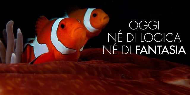 anemone fish, Organism, Vertebrate, clownfish, Fish, Orange, Adaptation, Ray-finned fish, Pomacentridae, Coral reef fish, 
