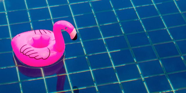 flamingo in the pool