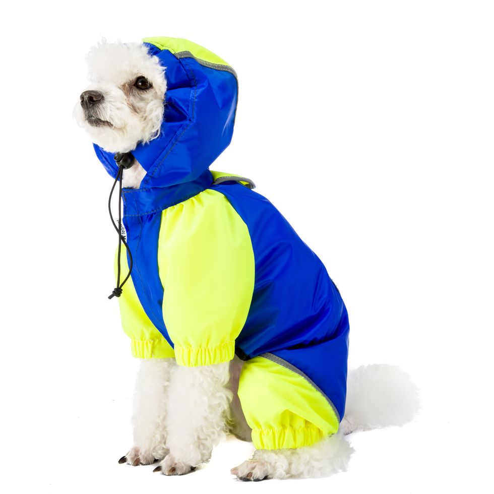Dog clothes, Dog, Canidae, Blue, Clothing, Yellow, Outerwear, Puppy, Raincoat, Dog breed, 