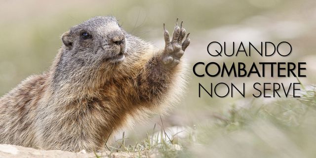 Mammal, Groundhog, Groundhog day, Gopher, Snout, Adaptation, Marmot, Terrestrial animal, Holiday, Wildlife, 