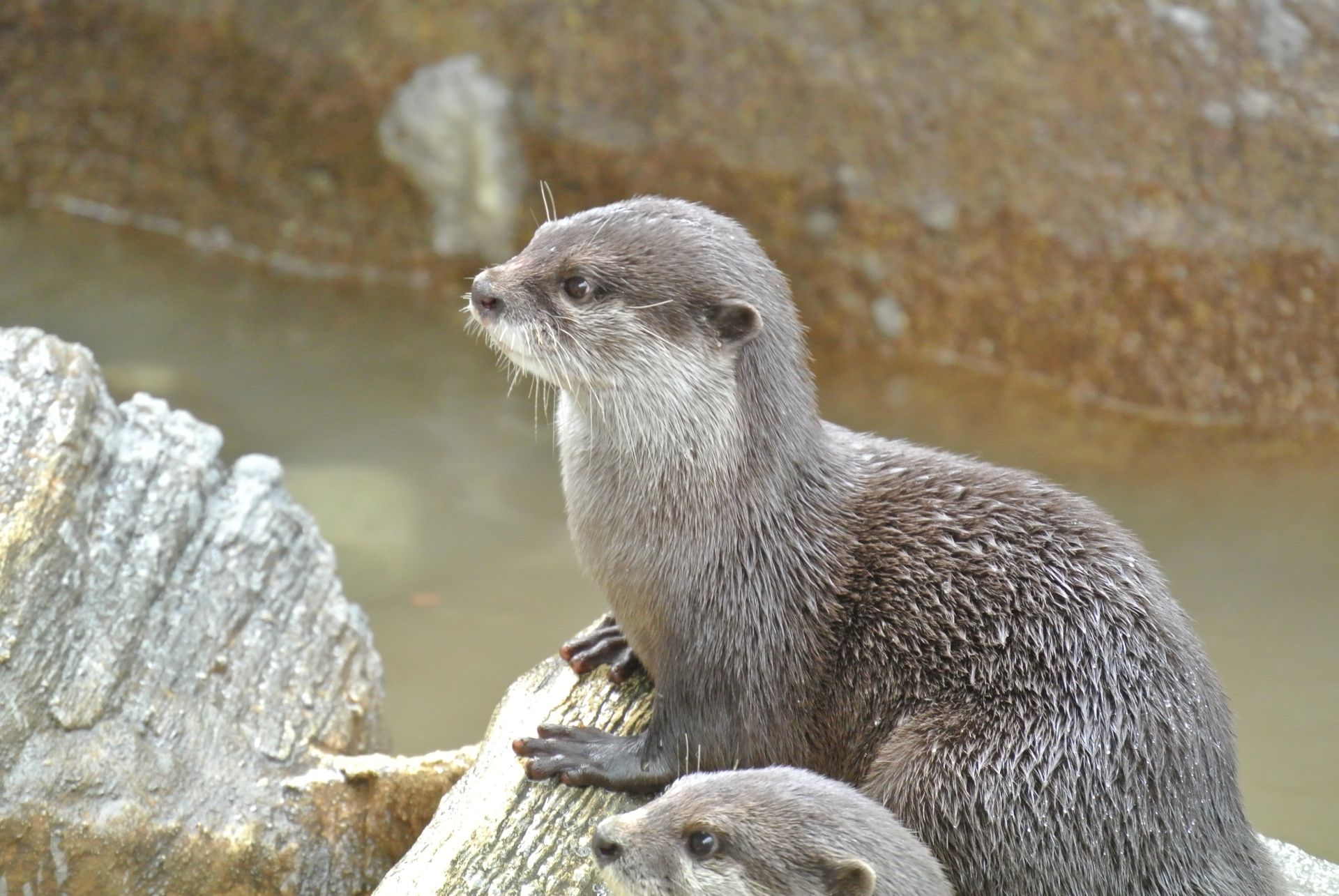 イタチ科の哺乳類 コツメカワウソ が怖カワイイ