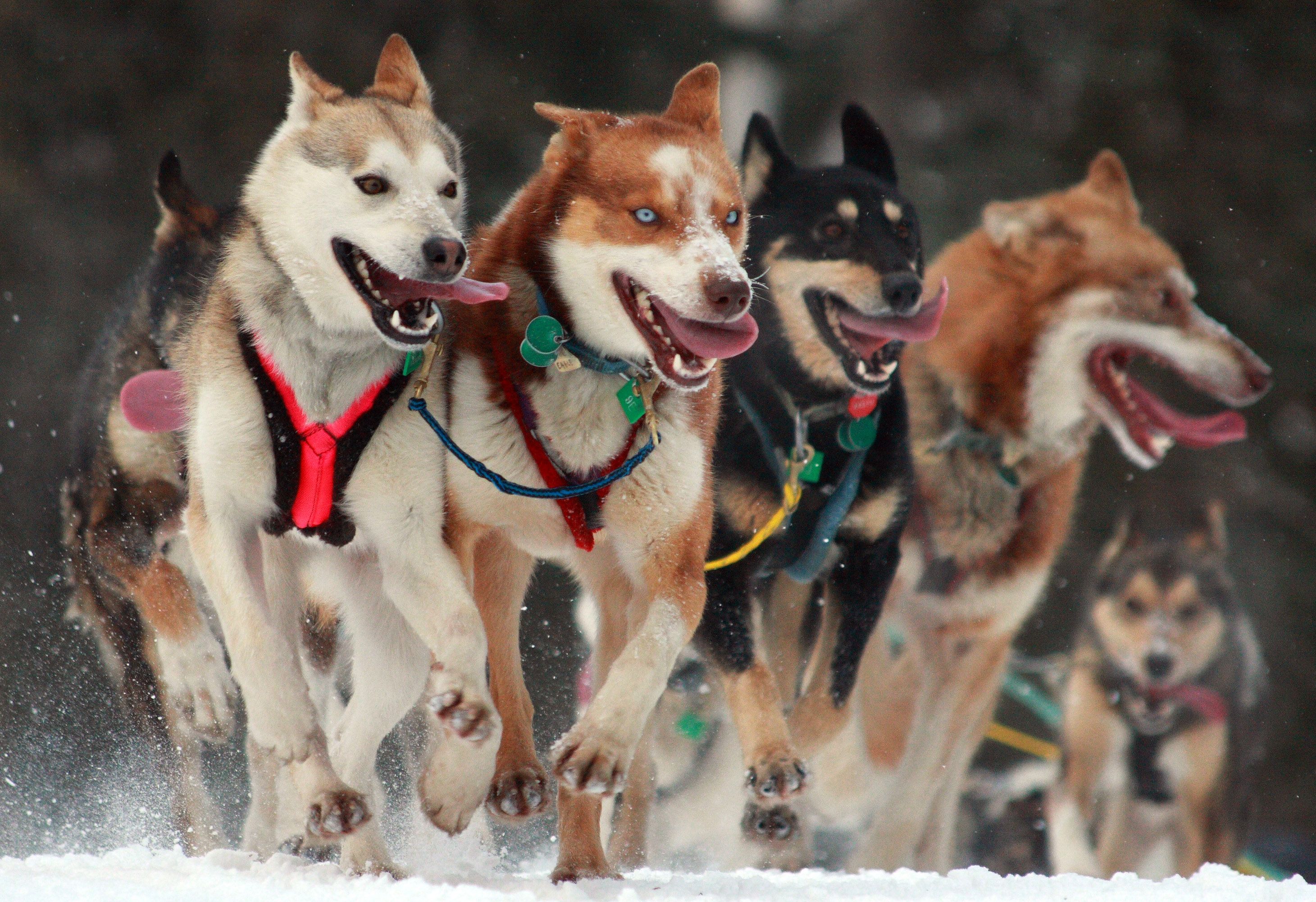 雪が積もってもへっちゃら 犬ぞりを引くわんこたち