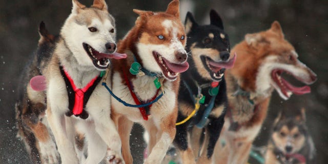 雪が積もってもへっちゃら 犬ぞりを引くわんこたち 雪が積もってもへっちゃら 犬ぞりを引くわんこたち