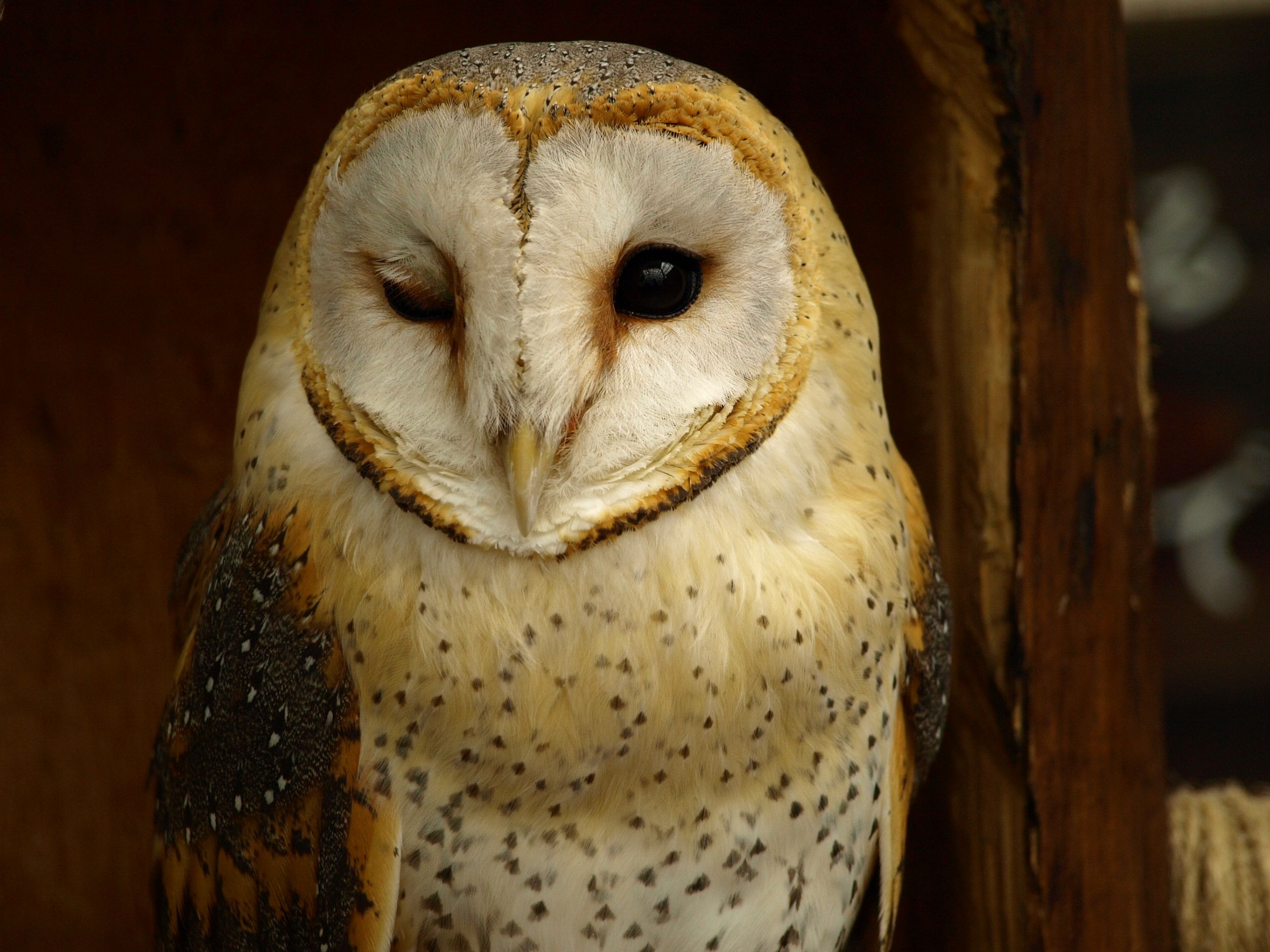 動物たちの ウィンク画像 がめっちゃかわいい