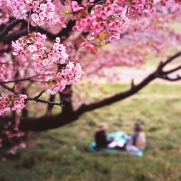Branch, Petal, Flower, Pink, Blossom, People in nature, Spring, Botany, Colorfulness, Twig, 