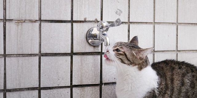 濡れることもやむなし 水道水が好きすぎ な猫たち