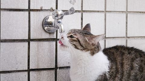 濡れることもやむなし 水道水が好きすぎ な猫たち