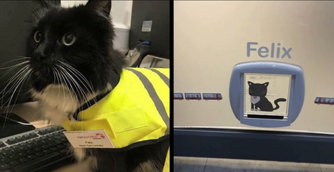 イギリスで猫が駅員に就任 お仕事は 害虫駆除 イギリスで猫が駅員に就任 お仕事は 害虫駆除