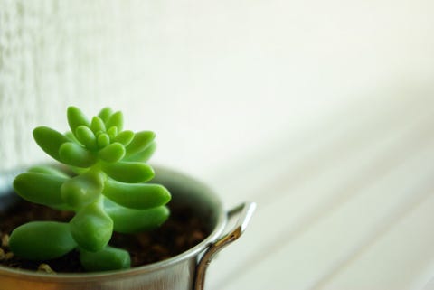 インテリアに取り入れたい 多肉植物 のすすめ インテリアに取り入れたい 多肉植物 のすすめ