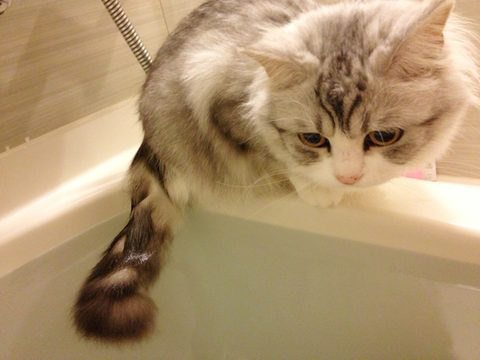 水嫌いじゃなかったっけ しっぽだけ入浴してる猫たち