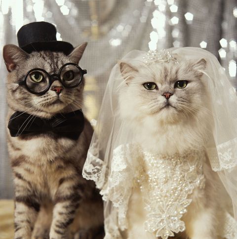 猫の前で 誓います 動物好きカップルの結婚式が素敵