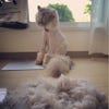 夏に向けて 動物たちのサマーカットがちょっと面白い 夏に向けて 動物たちのサマーカットがちょっと面白い