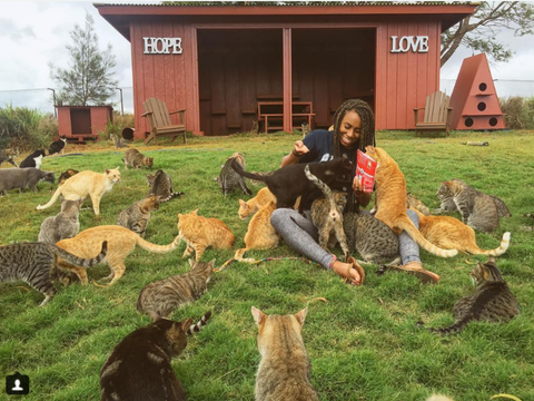 まさに 猫の楽園 ハワイの 猫シェルター がすごい