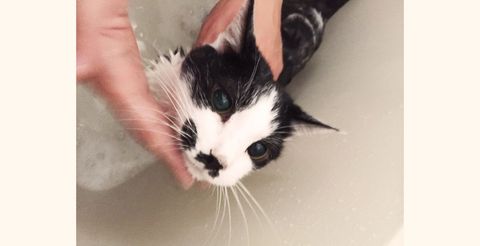 水嫌いじゃなかった お風呂に入る猫に癒される