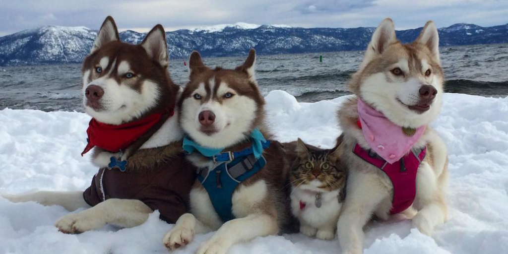 ハスキーだニャン 自分を犬だと思ってる猫がカワイイ