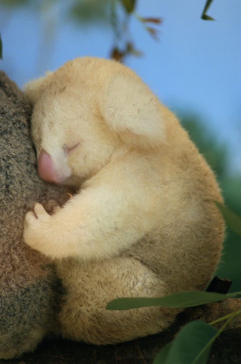 ポッケに入れたい 動物の赤ちゃん写真集