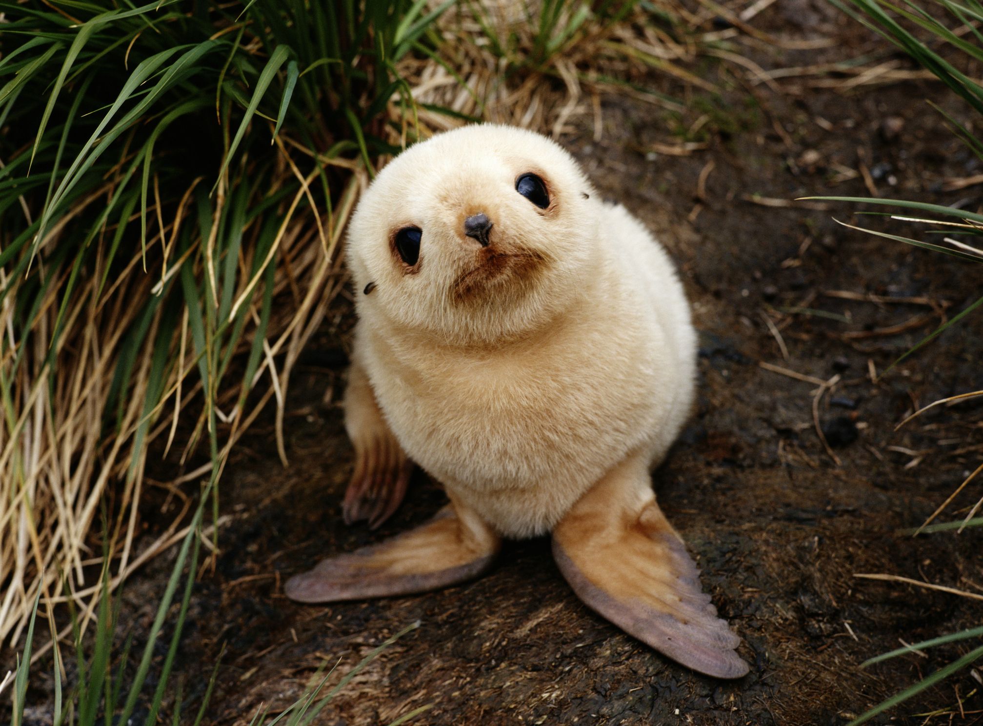 ポッケに入れたい 動物の赤ちゃん写真集