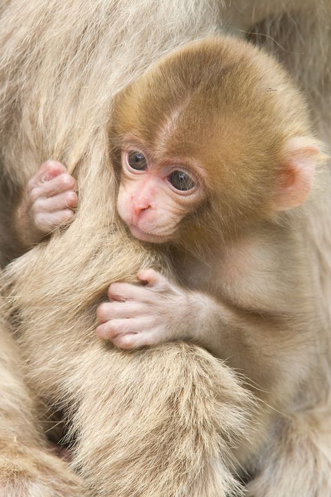 ポッケに入れたい 動物の赤ちゃん写真集