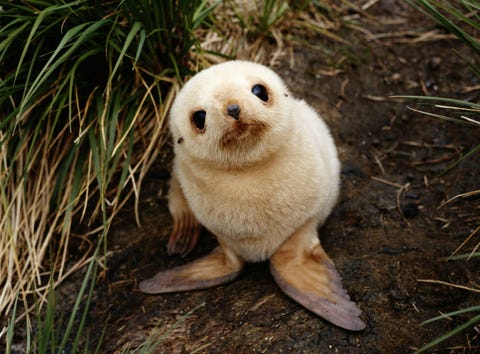 ポッケに入れたい 動物の赤ちゃん写真集