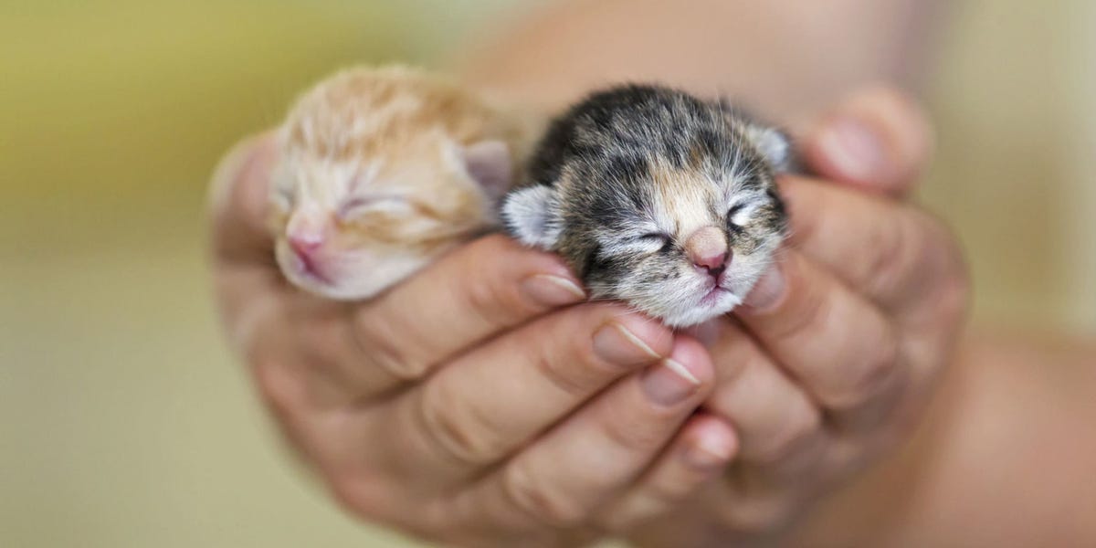 ポッケに入れたい 動物の赤ちゃん写真集