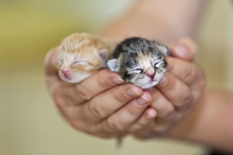 ポッケに入れたい 動物の赤ちゃん写真集