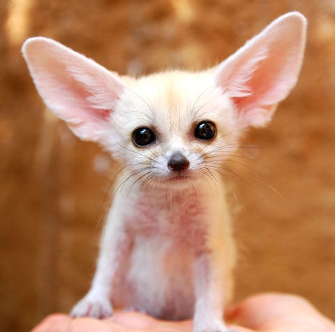 ポッケに入れたい 動物の赤ちゃん写真集