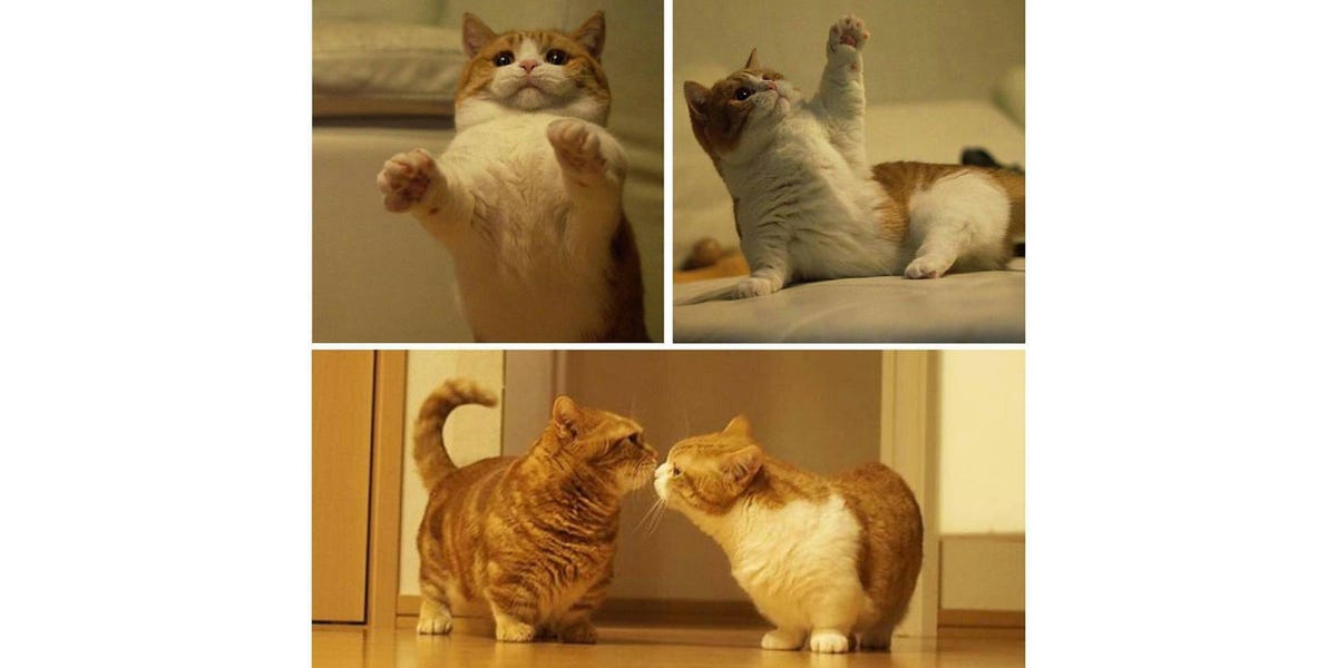 短足なんだけど マンチカンが超かわいい 短足なんだけど マンチカンが超かわいい