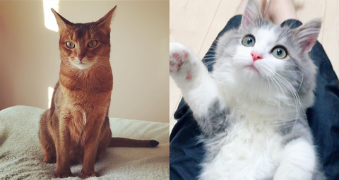 ずっと見てられる インスタで見つけた 美猫 9選 ずっと見てられる インスタで見つけた 美猫 9選