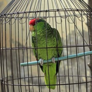 Parrot, Bird, Wing, Adaptation, Cage, Pet supply, Feather, Beak, Parakeet, Violet, 