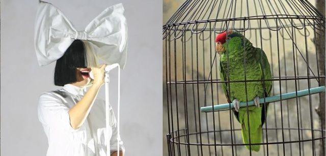 Parrot, Bird, Wing, Adaptation, Cage, Pet supply, Feather, Beak, Parakeet, Violet, 