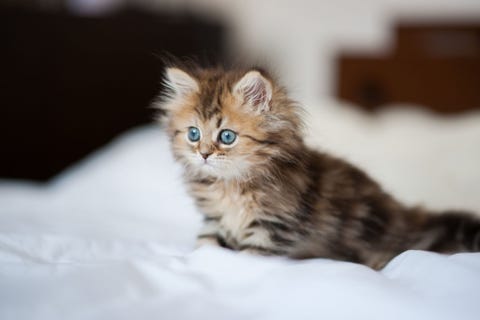 アメリカで発売されて大注目 猫の毛の香り フレグランスとは アメリカで発売されて大注目 猫の毛の香り フレグランスとは
