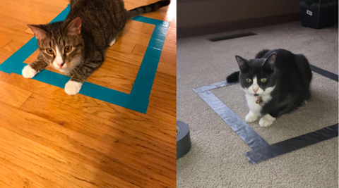猫が じっとしてくれる 不思議な方法って 猫が じっとしてくれる 不思議な方法って