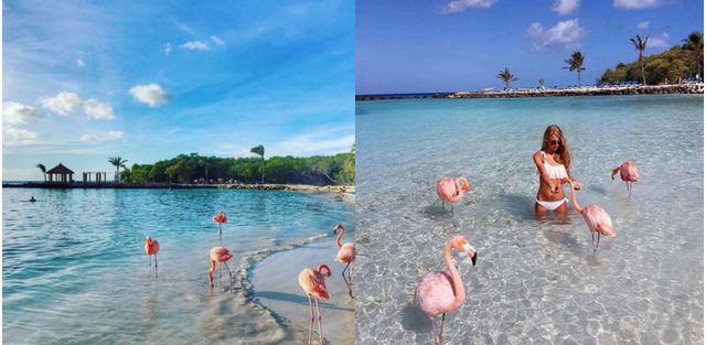 フラミンゴと一緒に泳ぐことができるカリブ海にあるビーチ
