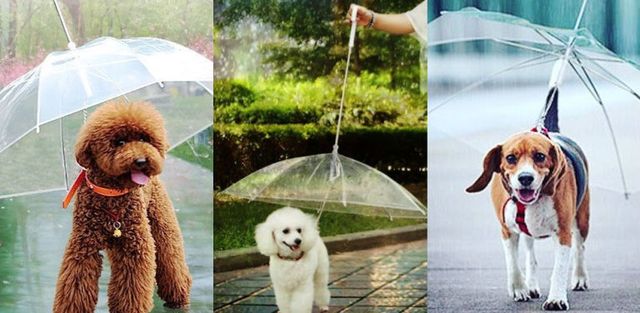 雨の日のお散歩に便利な、犬用の傘「ドッグブレラ」♡