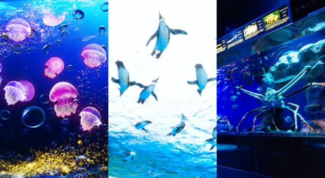 Water, Electric blue, Underwater, Organism, Marine biology, Graphic design, Art, Aquarium, Aquarium lighting, Graphics, 