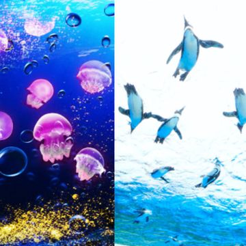 Water, Electric blue, Underwater, Organism, Marine biology, Graphic design, Art, Aquarium, Aquarium lighting, Graphics, 