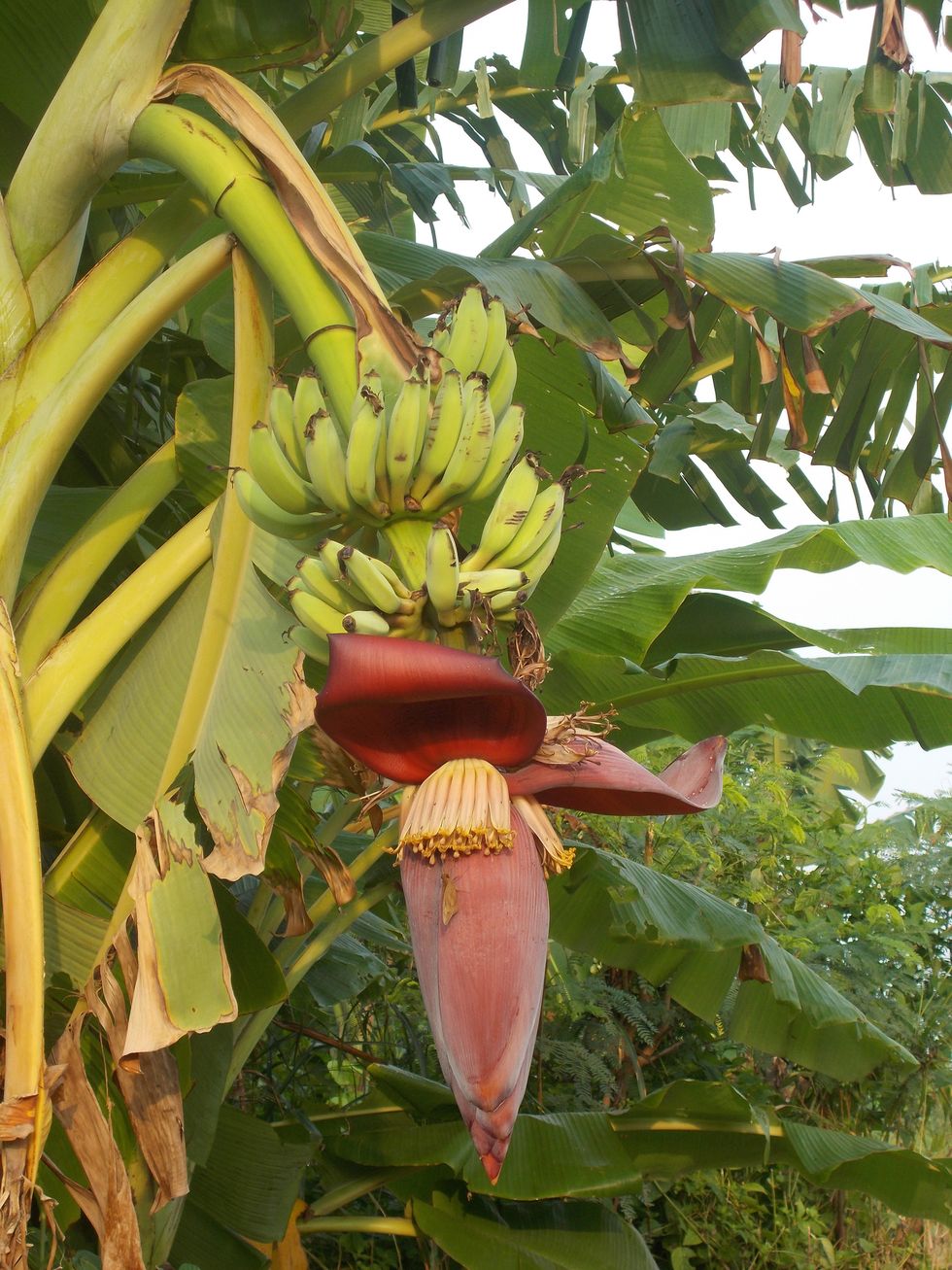 成長中のバナナの実