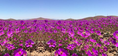 5年に1回しか見られない 砂漠の花畑 がチリに