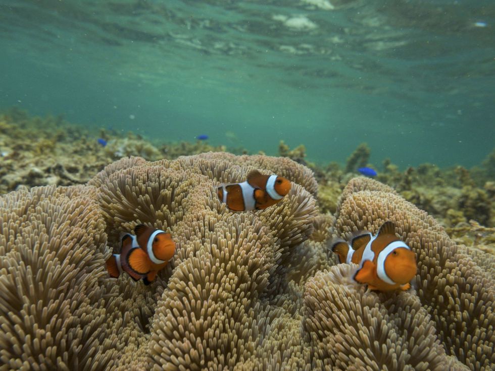 anemone fish, Fish, Pomacentridae, clownfish, Underwater, Marine biology, Reef, Sea anemone, Coral reef, Organism, 